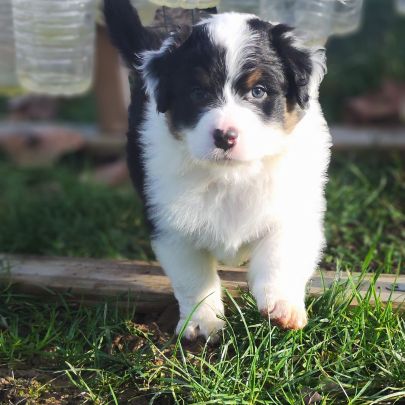 Chiots bergers australiens lof #3