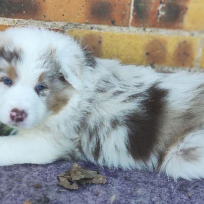 Chiots bergers australiens lof #4