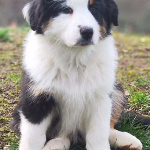 Chiots bergers australiens lof