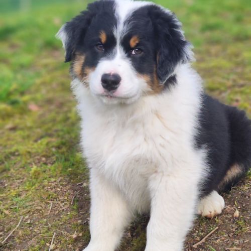 Chiots bergers australiens lof #1