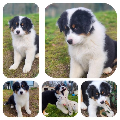 Chiots bergers australiens lof #0