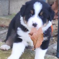 Chiots bergers australiens lof