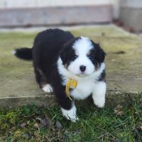 Chiots bergers australiens lof #2