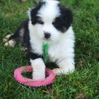 Chiots bergers australiens lof #5