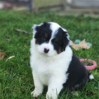 Chiots bergers australiens lof #6