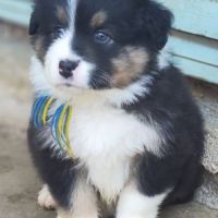 Chiots bergers australiens lof #7