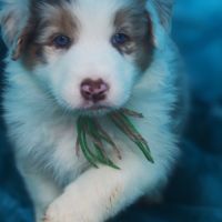 Chiots bergers australiens lof #8