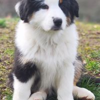 Chiots bergers australiens lof