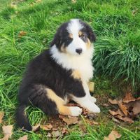 Chiots bergers australiens lof #2