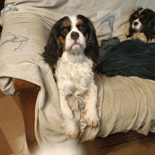 Future portée prévue en cavalier king charles #1