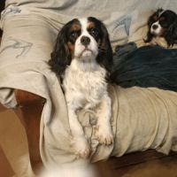 Future portée prévue en cavalier king charles #1
