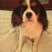 Futures portées prévues en cavalier king charles #2