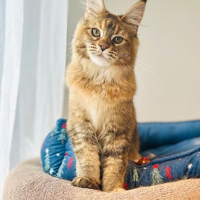 Chaton maine coon femelle brown ticked tortie #3