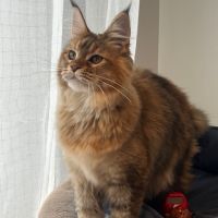 Chaton maine coon femelle brown ticked tortie