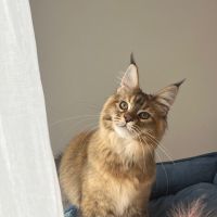 Chaton maine coon femelle brown ticked tortie #2