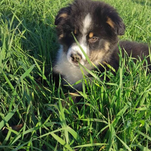 A vendre berger americain mâle noir tricolore #1