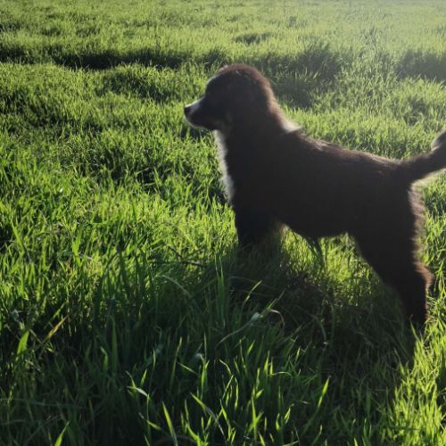 A vendre berger americain mâle noir tricolore #3