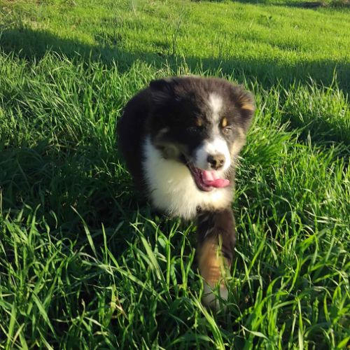 A vendre berger americain mâle noir tricolore #4