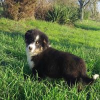 A vendre berger americain mâle noir tricolore