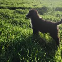 A vendre berger americain mâle noir tricolore #3