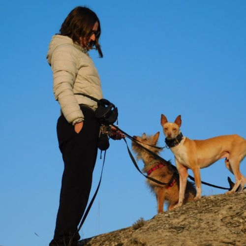 Tool, petit podenco joyeux et joueur à adopter 💚 #2