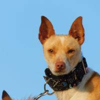 Tool, petit podenco joyeux et joueur à adopter 💚 #1