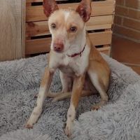 Tool, petit podenco joyeux et joueur à adopter 💚 #6