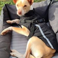 Tool, petit podenco joyeux et joueur à adopter 💚 #7