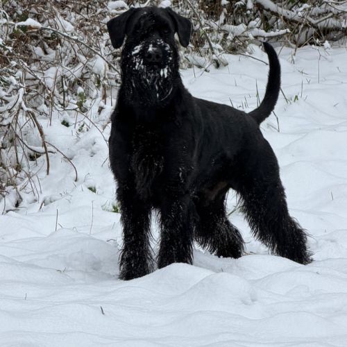 Chiot schnauzer lof #2