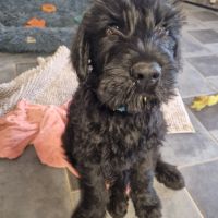 Chiot schnauzer lof #0