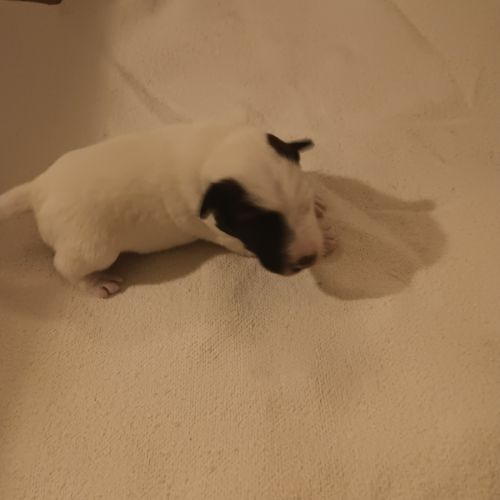 Vend chiots fox terrier poil lisse, lof #2