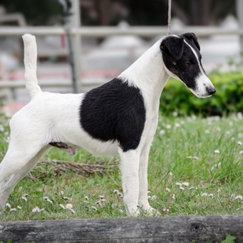 Vend chiots fox terrier poil lisse, lof #3
