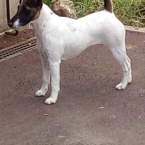 Vend chiots fox terrier poil lisse, lof #4
