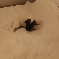 Vend chiots fox terrier poil lisse, lof