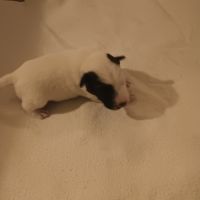 Vend chiots fox terrier poil lisse, lof #2