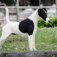 Vend chiots fox terrier poil lisse, lof #3