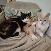 Nougatine et guimauve duo inséparable #2