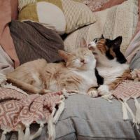 Nougatine et guimauve duo inséparable