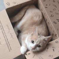 Nougatine et guimauve duo inséparable #4