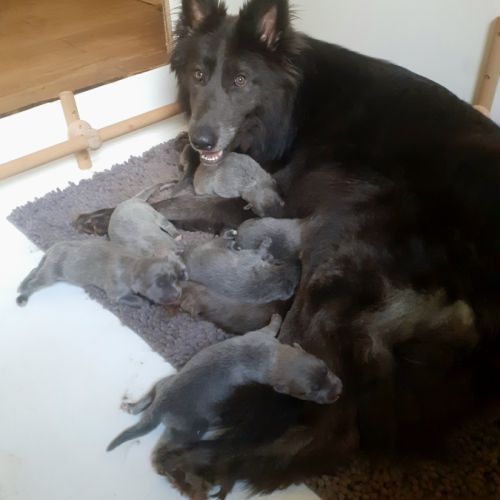 Chiots chien-loup disponibles – élevés en famille