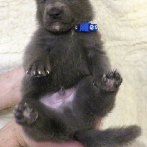 Chiots chien-loup disponibles – élevés en famille #7