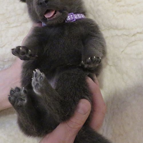 Chiots chien-loup disponibles – élevés en famille #9