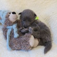 Chiots chien-loup disponibles – élevés en famille #2