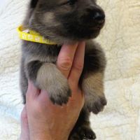 Chiots chien-loup disponibles – élevés en famille #3