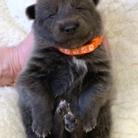 Chiots chien-loup disponibles – élevés en famille #4