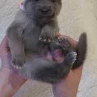 Chiots chien-loup disponibles – élevés en famille #5