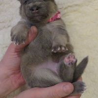 Chiots chien-loup disponibles – élevés en famille #6