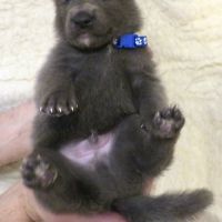 Chiots chien-loup disponibles – élevés en famille #7