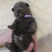 Chiots chien-loup disponibles – élevés en famille #8