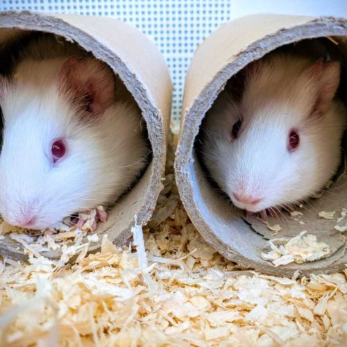 Deux jeune femelles, albinos